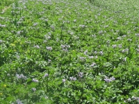 sulpher creek  july 30 2011 017.jpg20120206114356