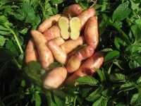 Rose Finn Apple